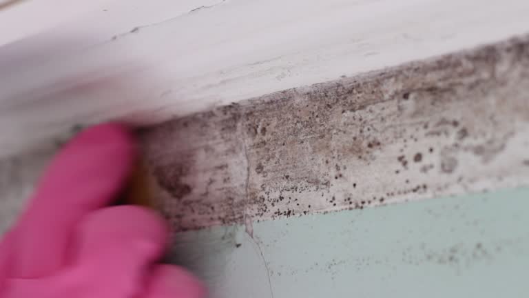 Best Attic Mold Removal  in Pine Nyon, CA